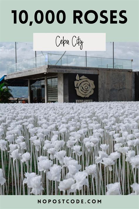 10000 ROSES CEBU (2023): Ultimate Travel Guide .